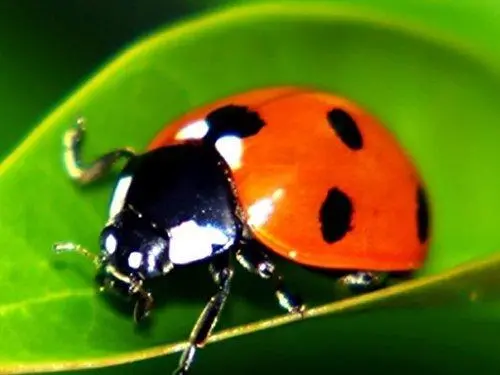 18,000 Live Ladybugs – Guaranteed Fresh Delivery For Natural Pest Control 1