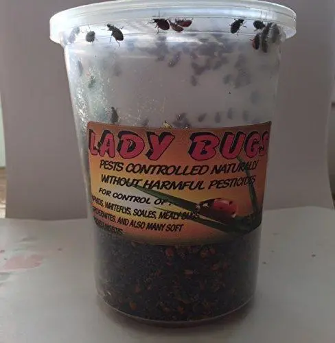 3000 Live Ladybugs – Beneficial Insect Release Kit With Guaranteed Fresh Delivery 1