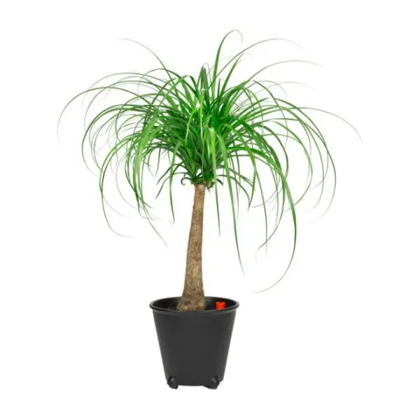 Beaucarnea Recurvata (Ponytail Palm) – Low-Maintenance Indoor Houseplant In Nursery Pot 1