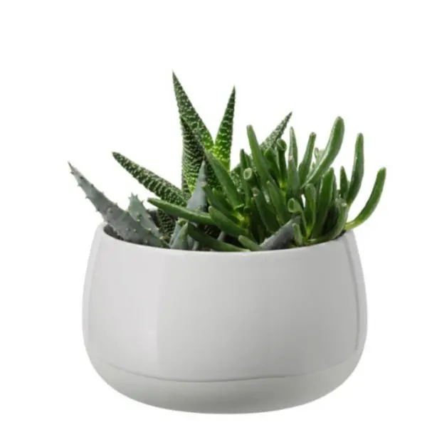 Live Succulent Plant In Decorative Ceramic Pot – Ready-To-Display Indoor Greenery 1